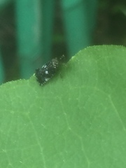 Elasmoscelis perforata