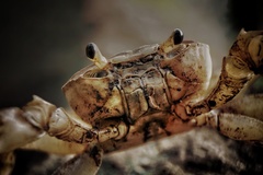 Barytelphusa cunicularis