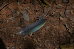 Drepanoptila holosericea