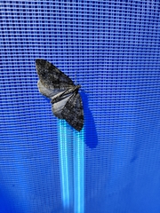 Entephria