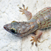 Croaking Geckos - Photo (c) Don Taylor, some rights reserved (CC BY-NC-ND)