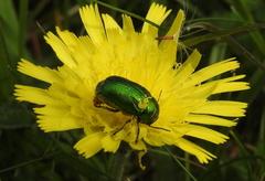 Cryptocephalus aureolus