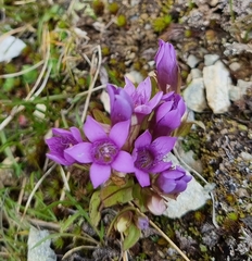 Gentianella ramosa