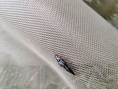 Philonthus marginatus