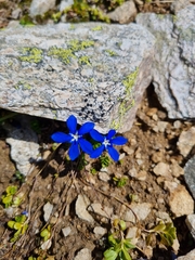 Gentiana bavarica subacaulis