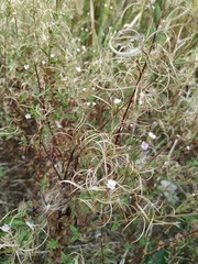 Epilobium adenocaulon