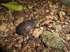 Kinosternon creaseri