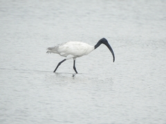 Threskiornis melanocephalus