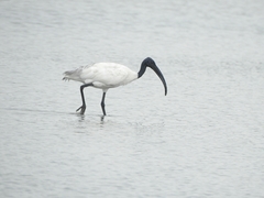 Threskiornis melanocephalus