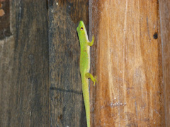 Phelsuma quadriocellata bimaculata