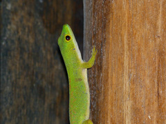 Phelsuma quadriocellata bimaculata