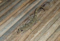 Blaesodactylus antongilensis