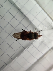 Rhingia