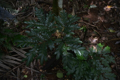 Ptisana attenuata