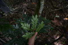 Ptisana attenuata