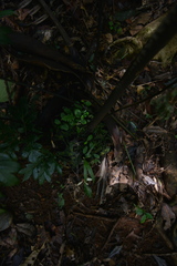 Ptisana attenuata