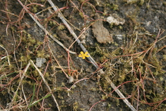 Ranunculus flammula filiformis