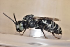 Triepeolus donatus