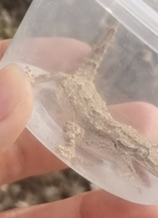 Mediodactylus russowii