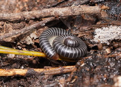 Cambalidae