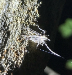 Cyphalonotus