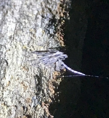 Cyphalonotus