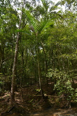 Chambeyronia macrocarpa