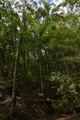 Chambeyronia macrocarpa