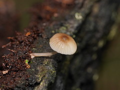 Mycena carmeliana
