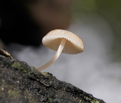 Mycena carmeliana