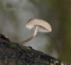 Mycena carmeliana