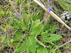 Salvia sclareoides