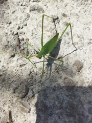 Acrometopa macropoda