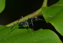 Camponotus gambeyi