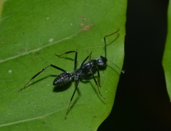 Camponotus gambeyi