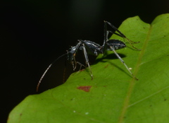 Camponotus gambeyi