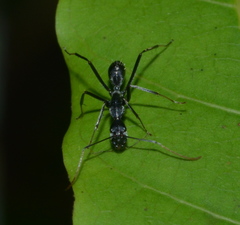 Camponotus gambeyi