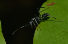 Camponotus gambeyi