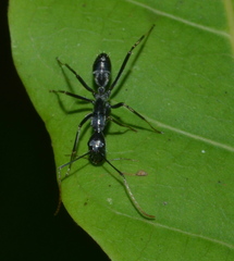 Camponotus gambeyi