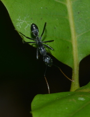 Camponotus gambeyi