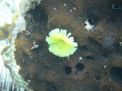 Notaulax occidentalis