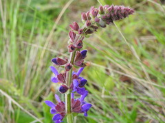 Salvia sclareoides