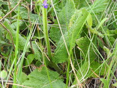 Salvia sclareoides