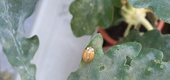 Harmonia axyridis