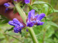 Salvia sclareoides