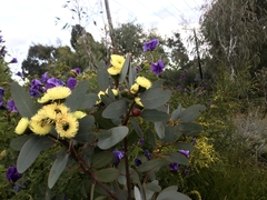 Eucalyptus preissiana