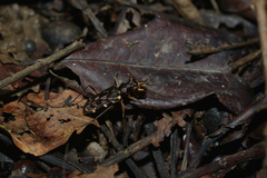 Caledonica