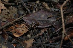 Caledonica