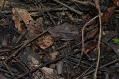 Caledonica