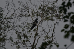 Corvus moneduloides